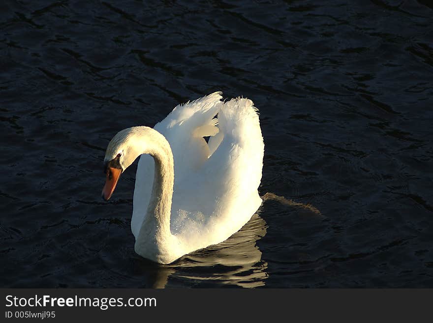 A swan photographed from above. A swan photographed from above.