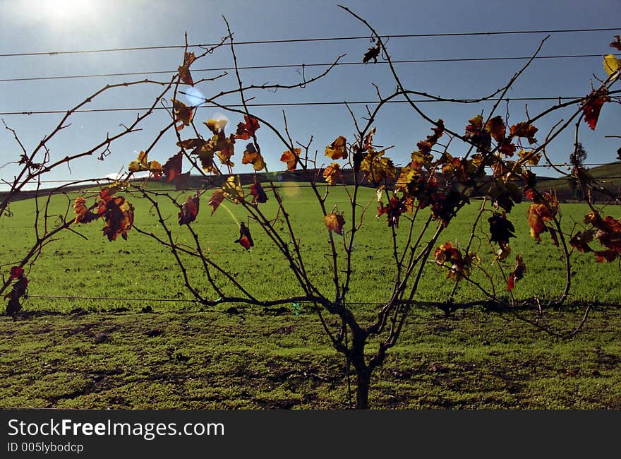 Vines on green hill with lens flare