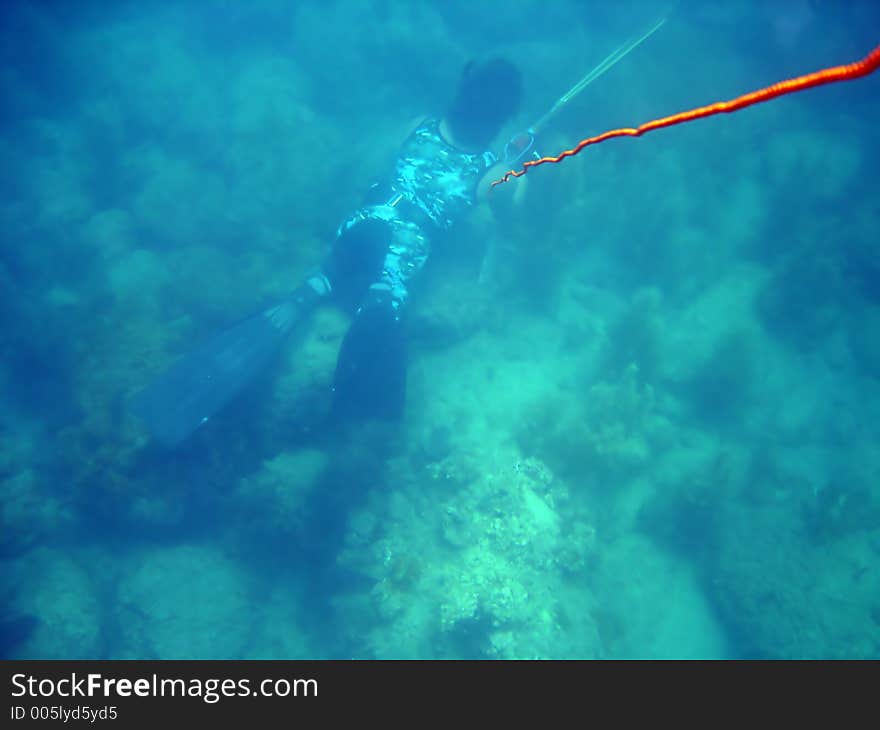 Diving on cortez sea. Diving on cortez sea