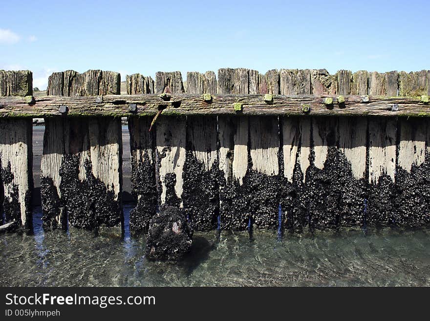 Wooden posts stick out of the black sand at Patea, Taranaki, New Zealand. Wooden posts stick out of the black sand at Patea, Taranaki, New Zealand