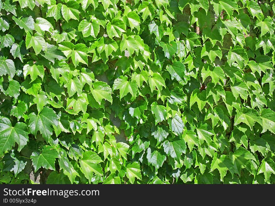 Leafy Background