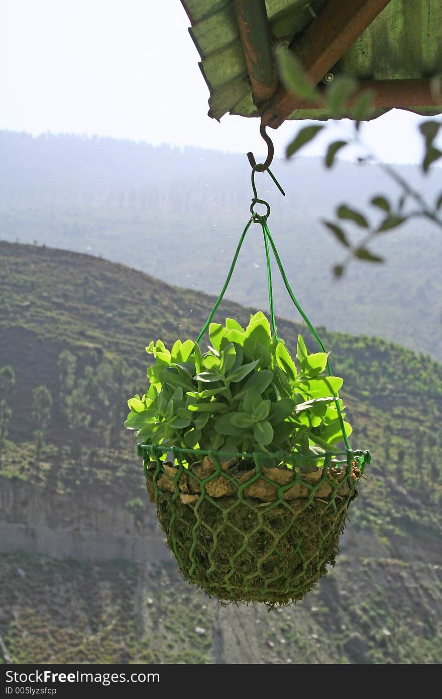 Sunlight Outdoor Hanging plant in hanging outdoor pot with himalayan mountain background , kullu , india. Hanging Garden style. Sunlight Outdoor Hanging plant in hanging outdoor pot with himalayan mountain background , kullu , india. Hanging Garden style