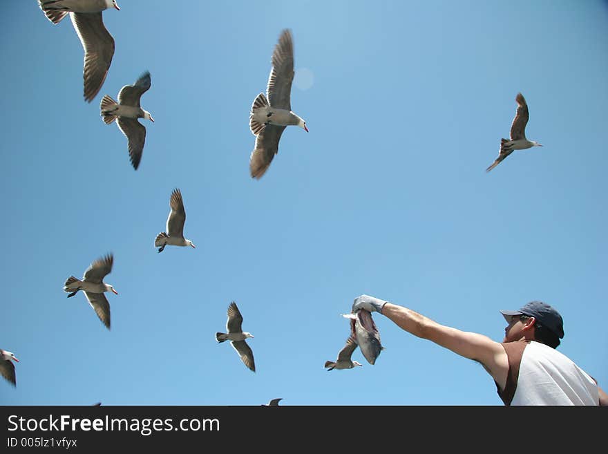 Gulls