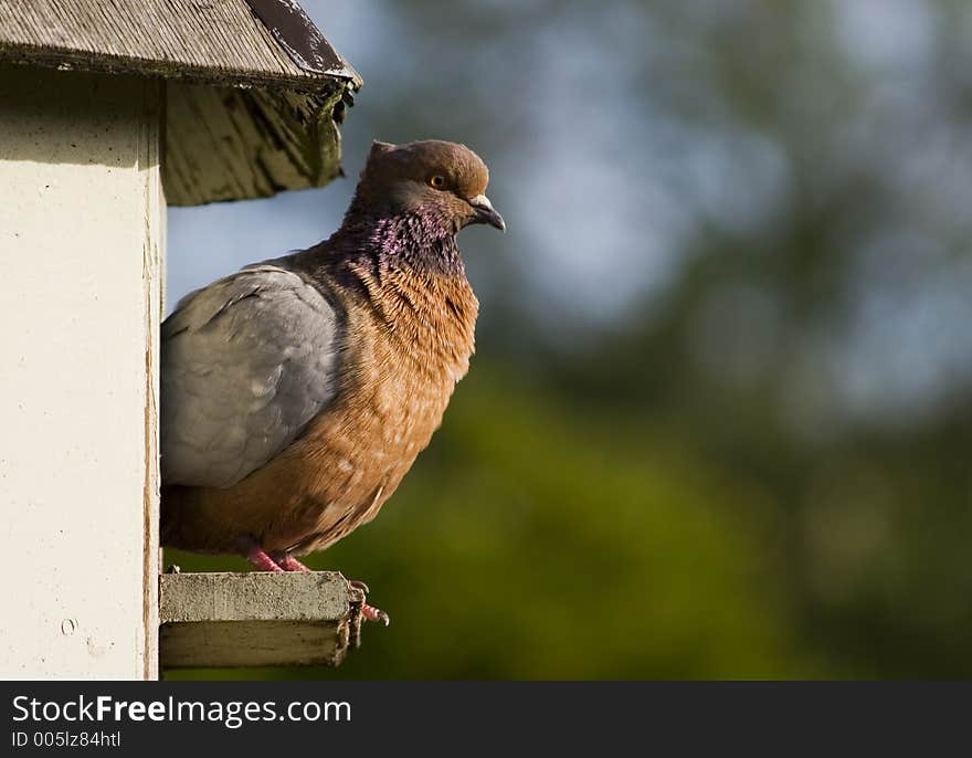 A pigeon rests on a dovecote. Haumoana, Hawke's Bay, New Zealand