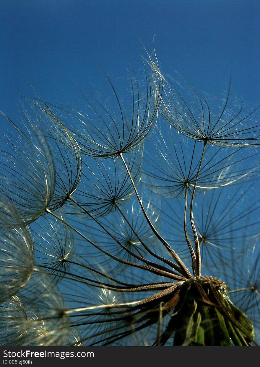 Flower detail in the dusk light. Flower detail in the dusk light