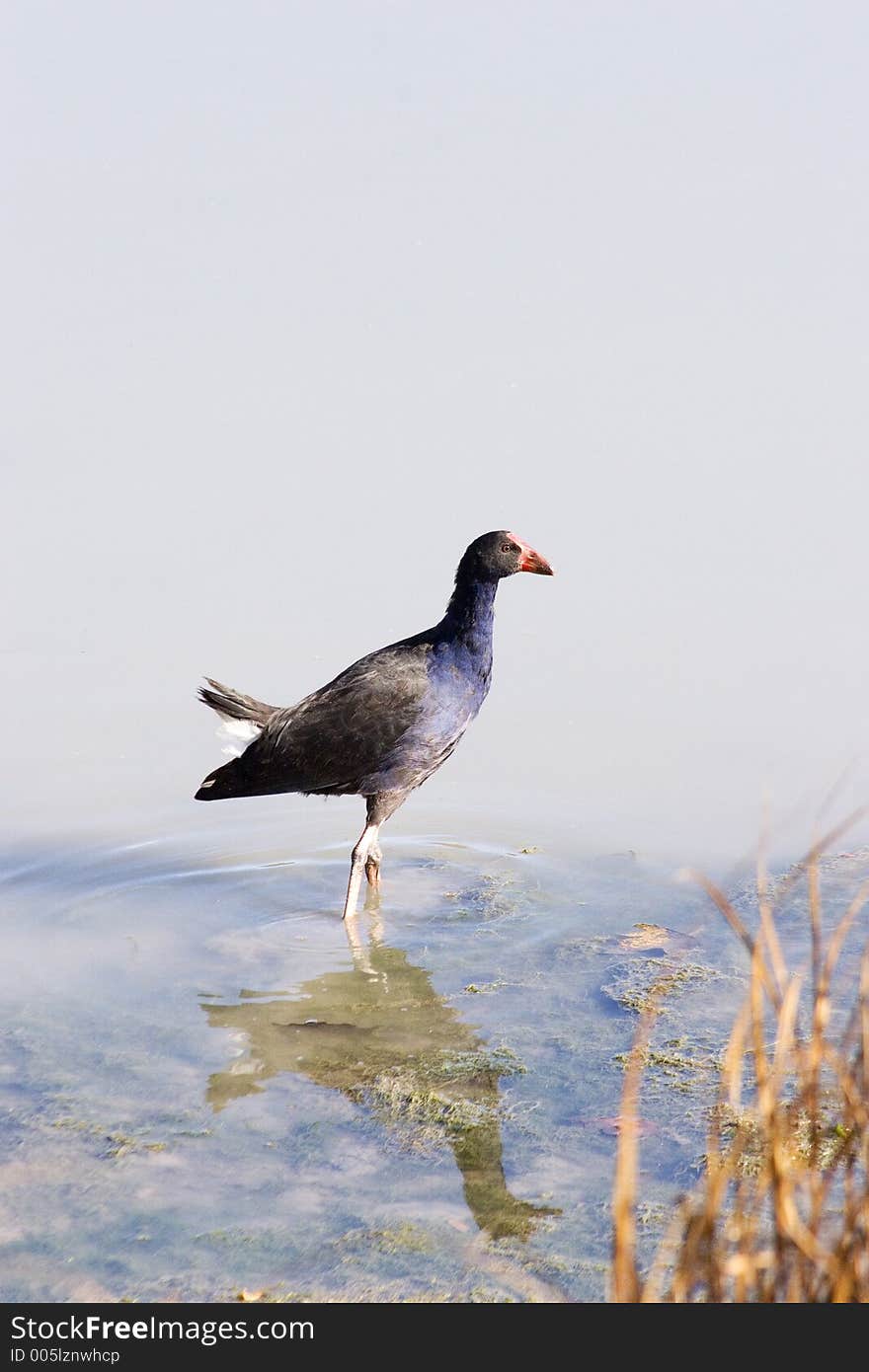 A pukeko at Haumoana, Hawke's Bay, New Zealand. A pukeko at Haumoana, Hawke's Bay, New Zealand