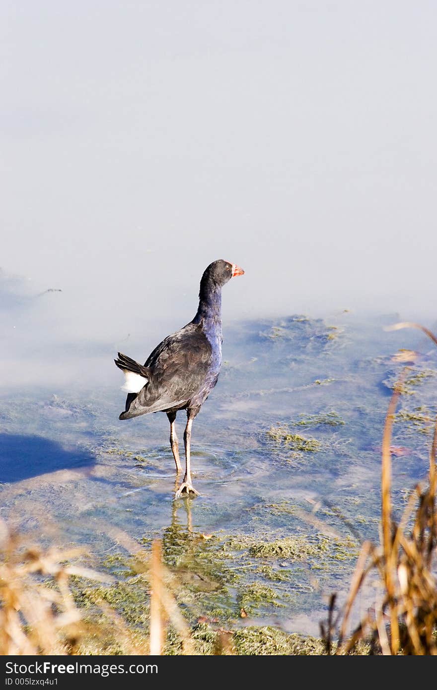 A pukeko at Haumoana, Hawke's Bay, New Zealand