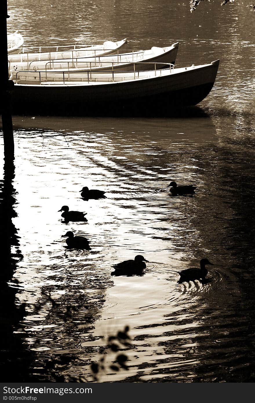 Fishing boat on a lake in denmark and ducks