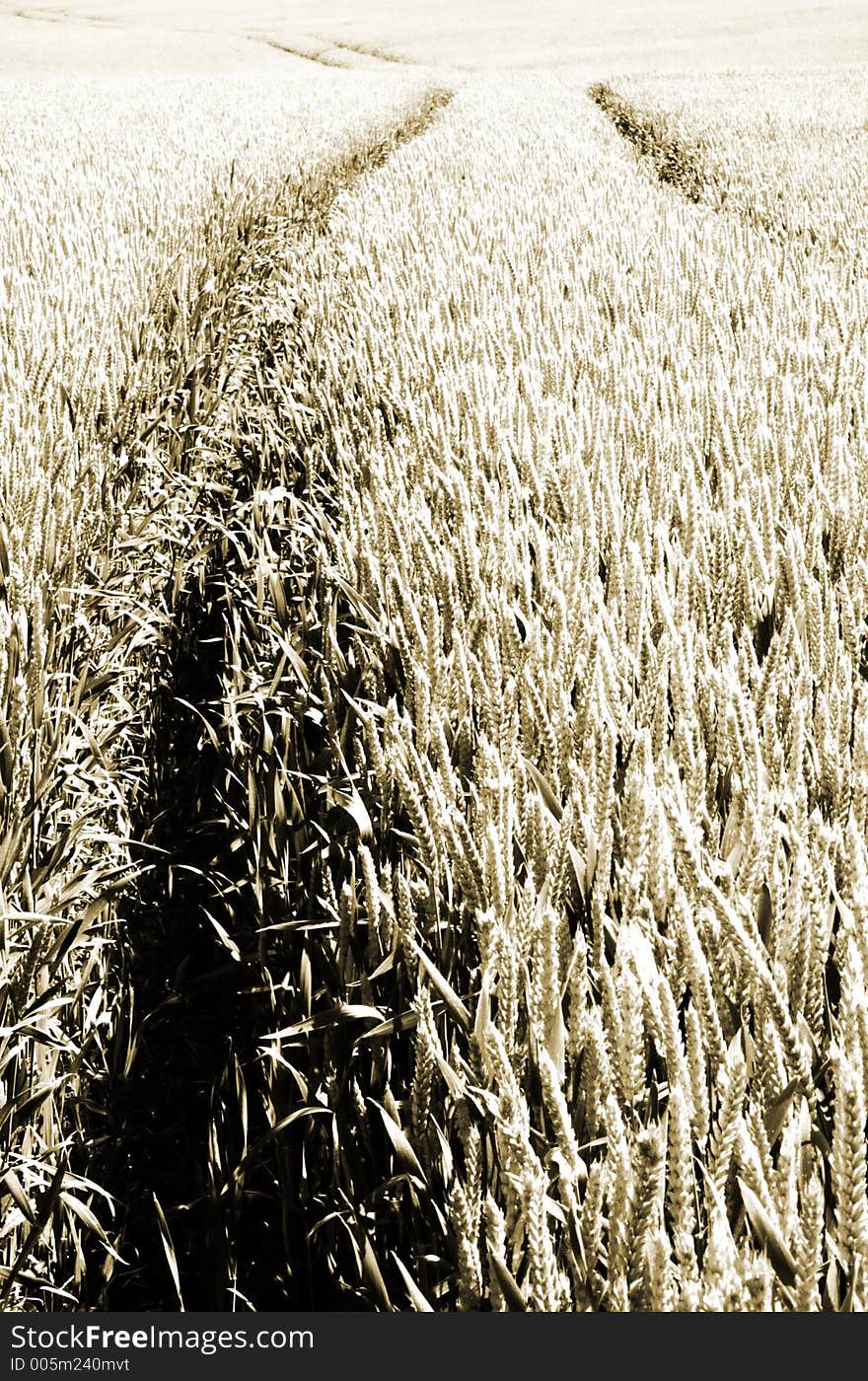 Wheat Field