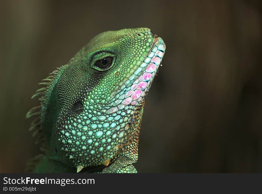 Thai Water Dragon