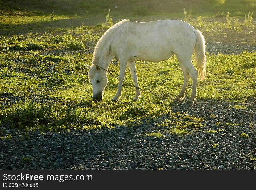 White horse