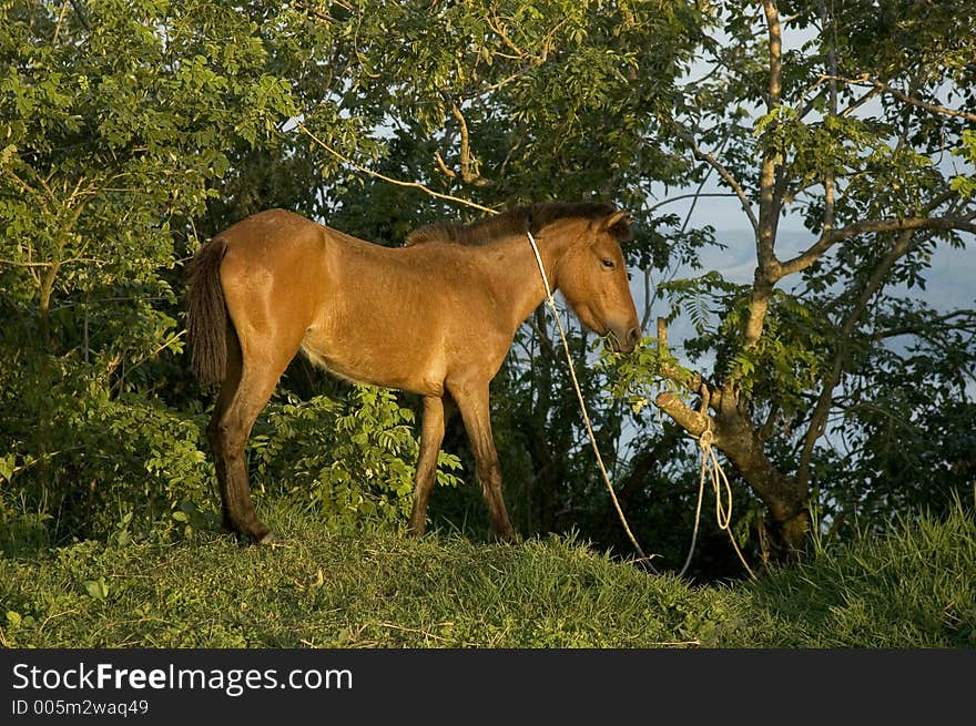 Tethered horse in Tagaytay, Philippines. Tethered horse in Tagaytay, Philippines