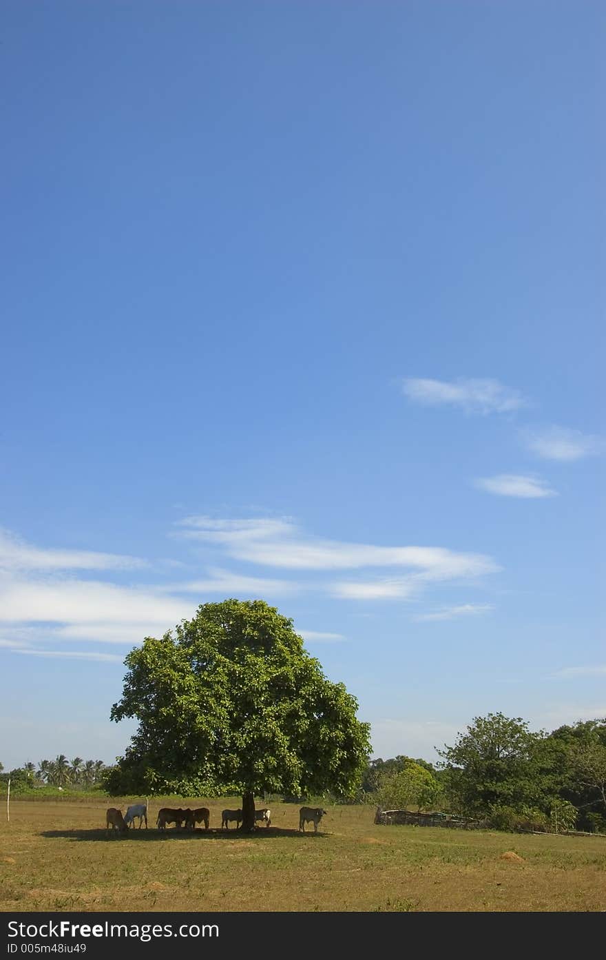 Cows In Shade