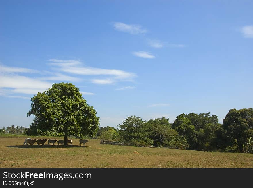 Cows in the shade