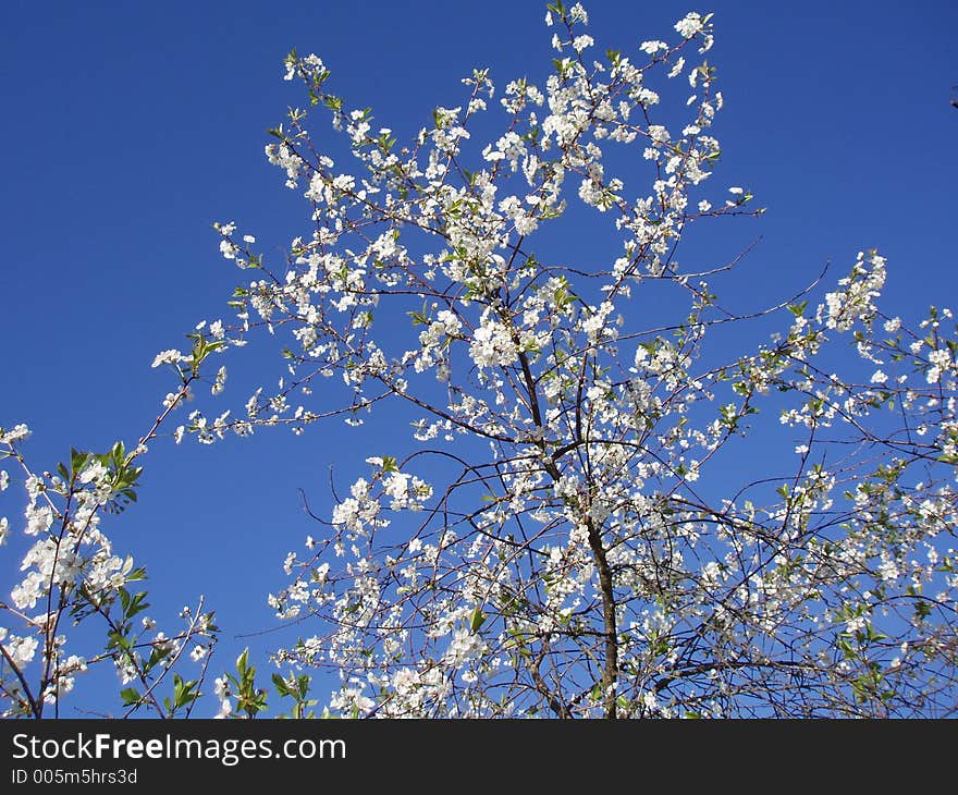 Flowering cherry-tree