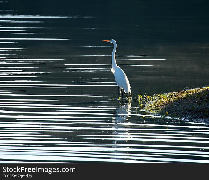 Great White Heron