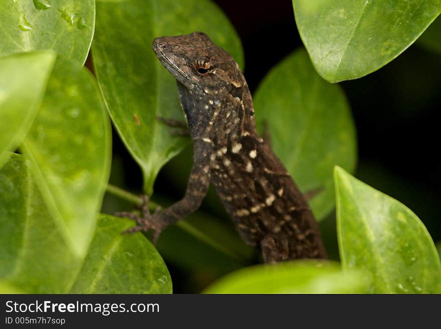 Gecko Lizard in Tree