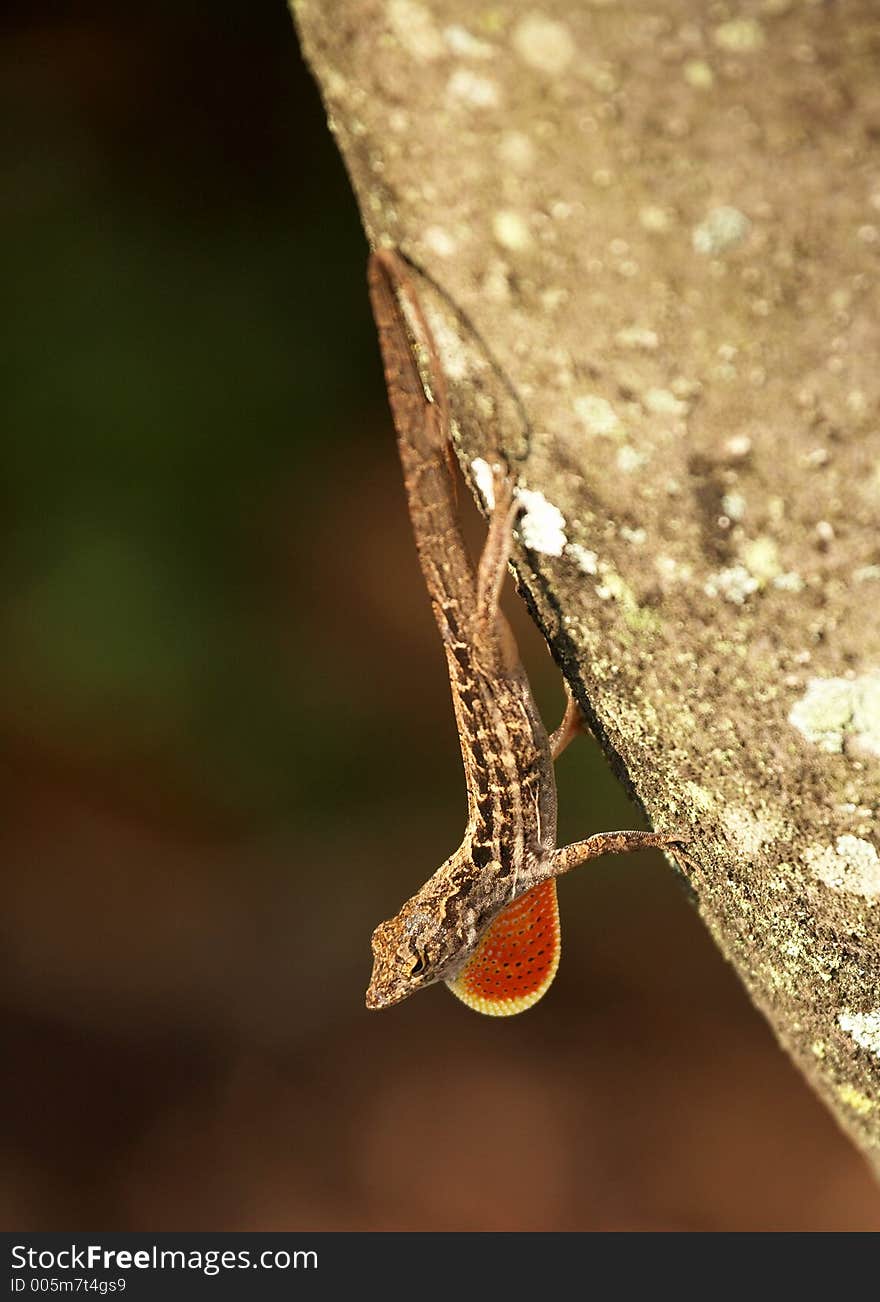 Gecko Lizard giving Warning