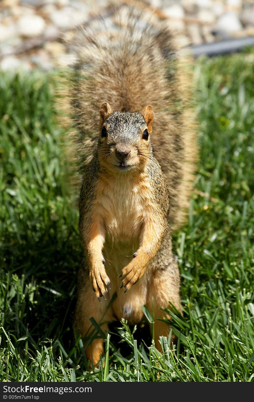 Squirrel Begging for Food. Squirrel Begging for Food