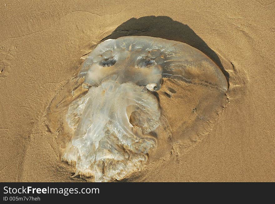 A jellyfish with a face. A jellyfish with a face