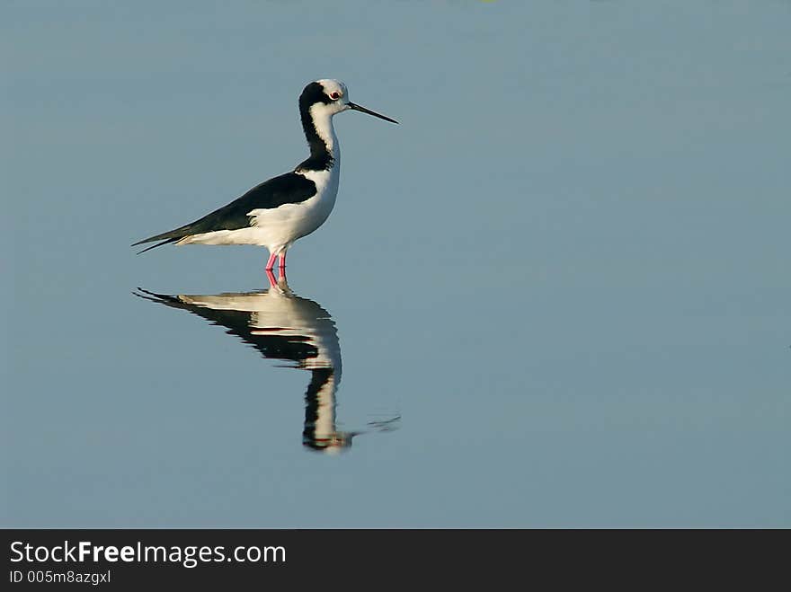 A bird and reflex on the river. A bird and reflex on the river