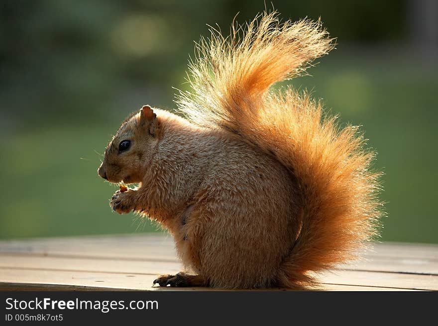 Cute squirrel eating a nut