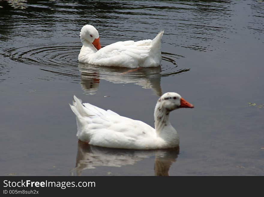 Two ducks swimming in pond. Two ducks swimming in pond