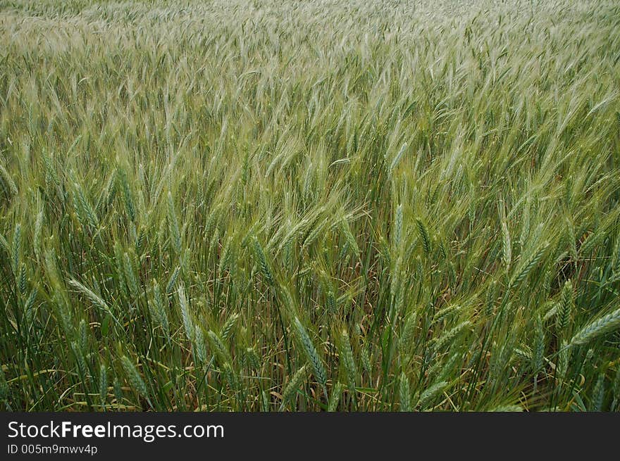 Grain field close-up