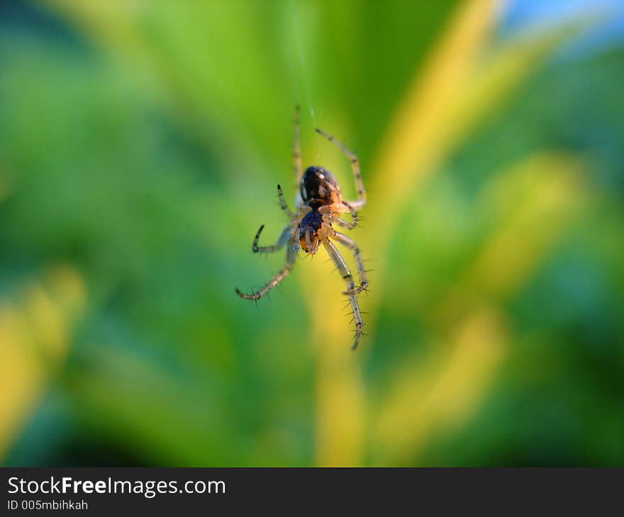 Small spider on net