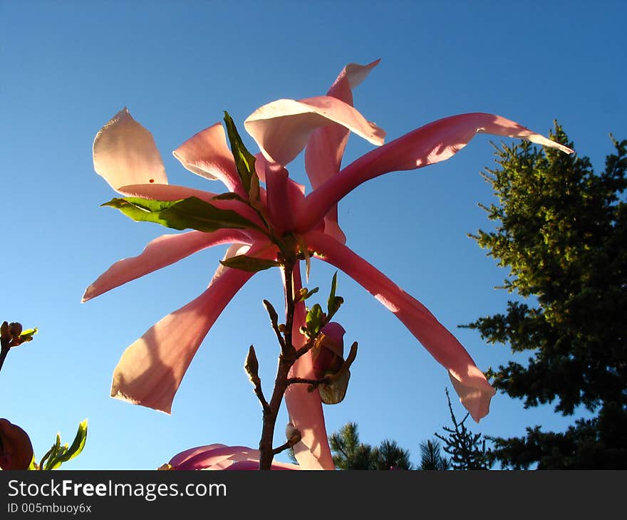 Pink magnolia flower on blue sky and pine tree