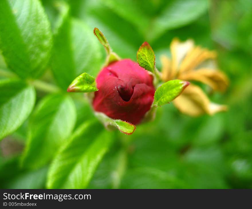 Closed red rose