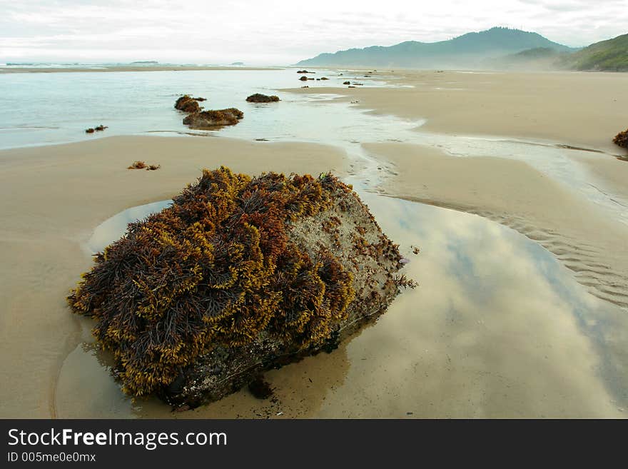 Seaweed rock