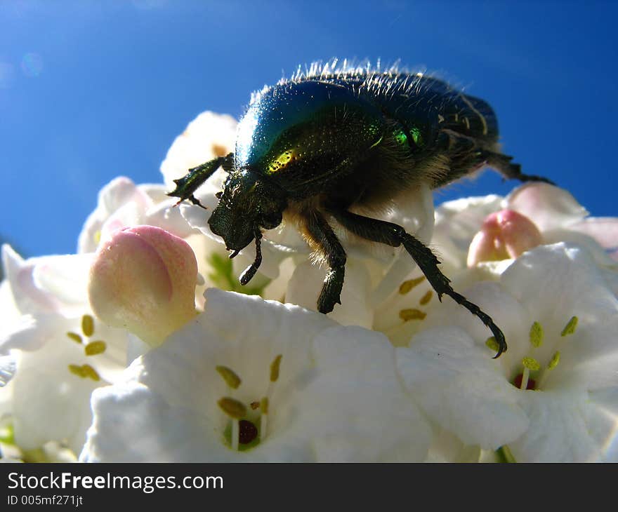 Big may-bug on white flower. Big may-bug on white flower