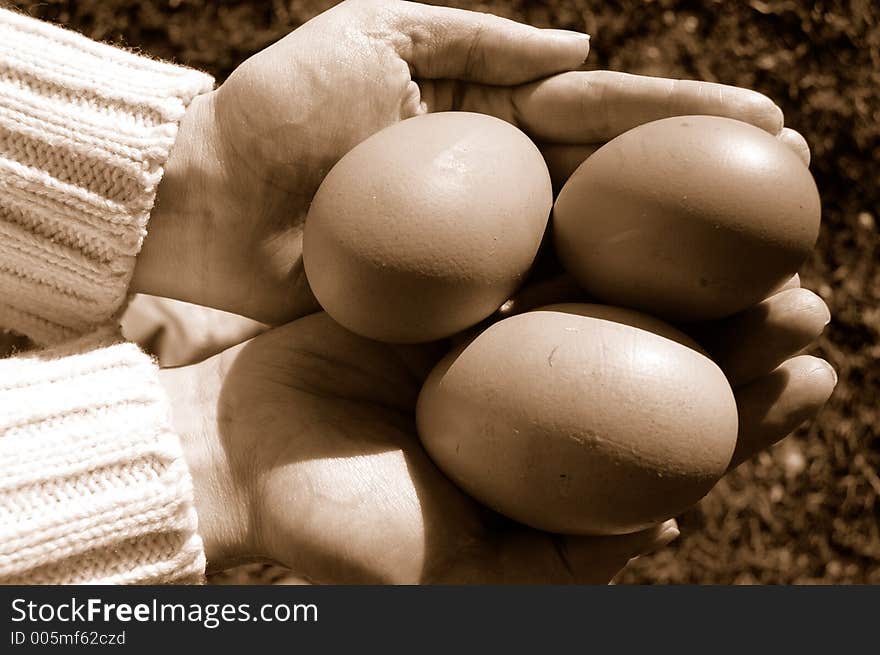 Eggs In Hands