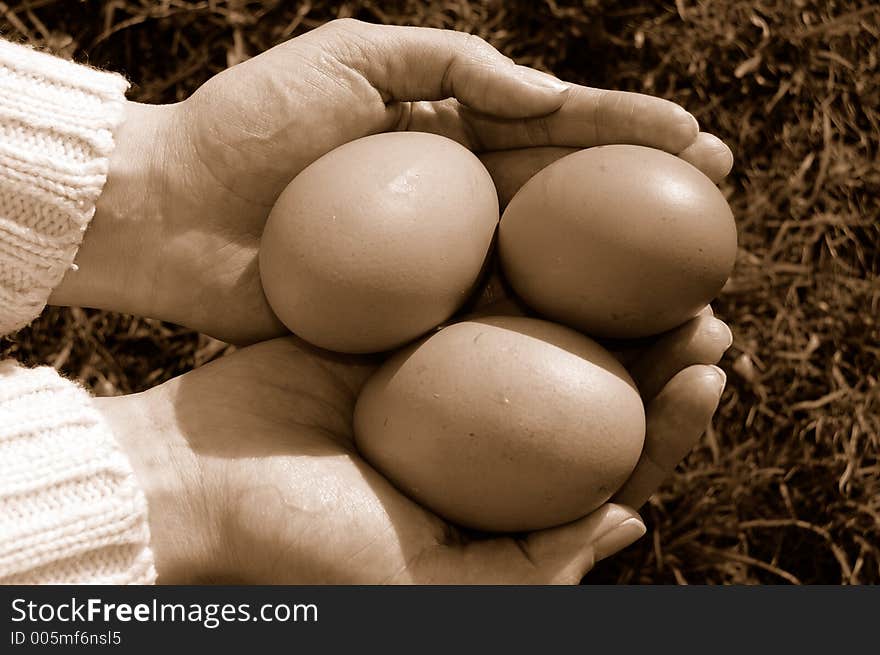 Eggs in hands