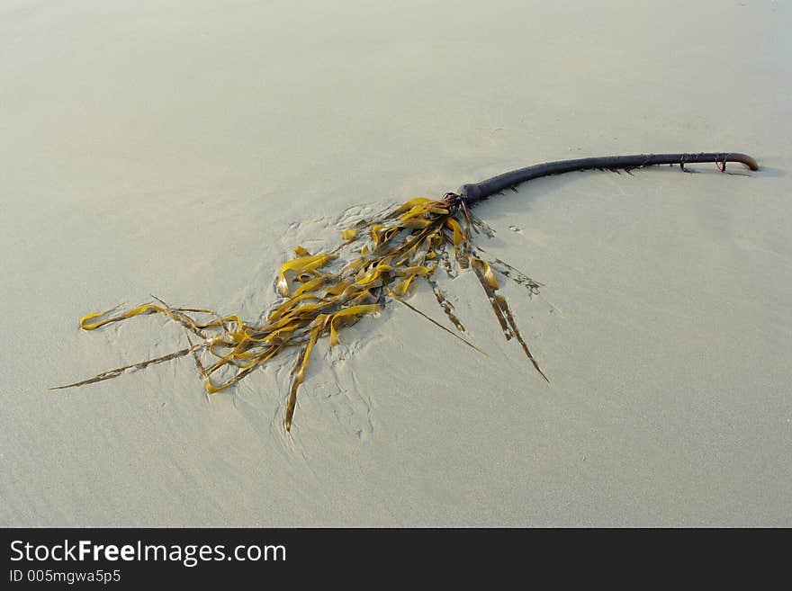 Seaweed on sand