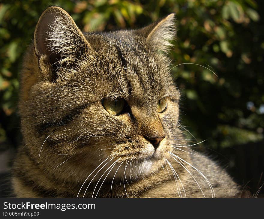 Unique English Cat