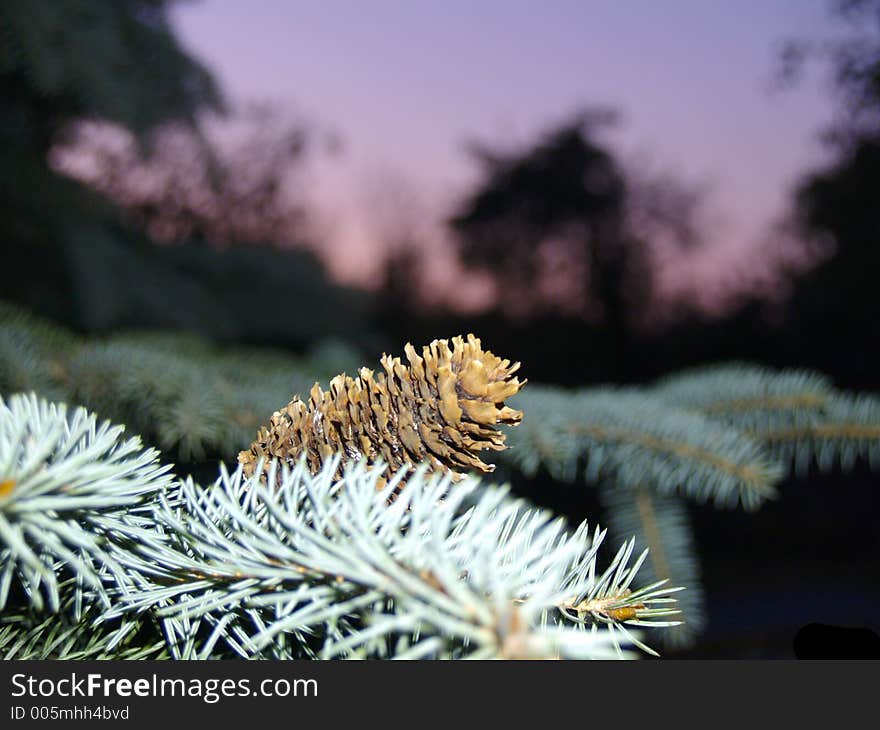 Fir cone on the sunset background