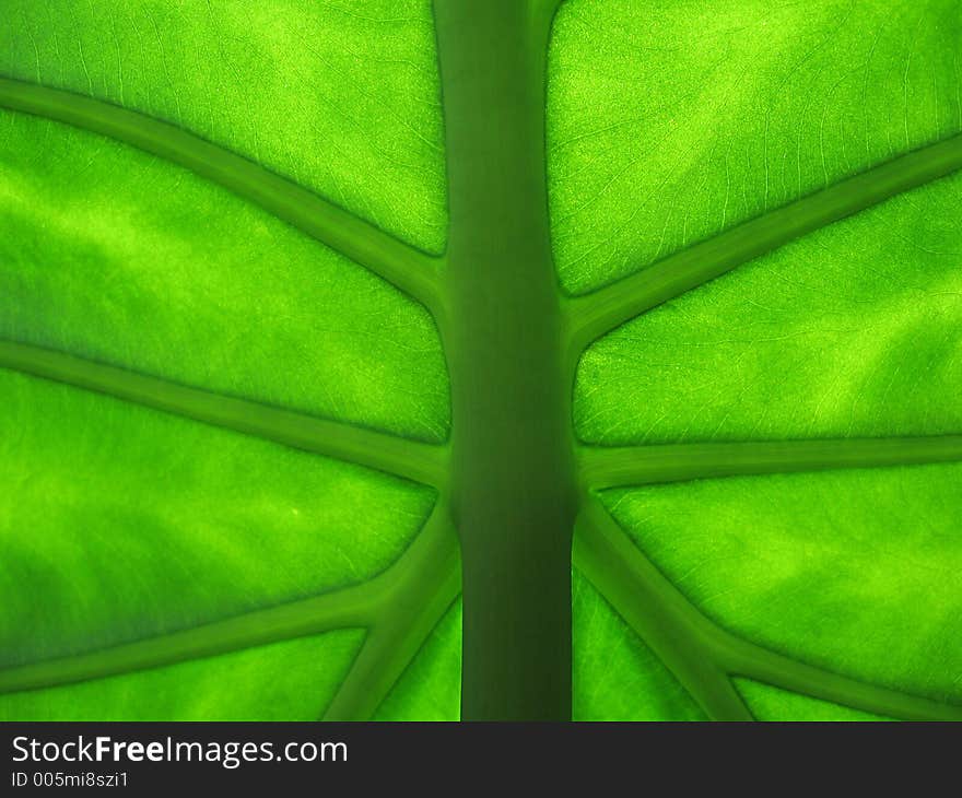 Light through a green leaf