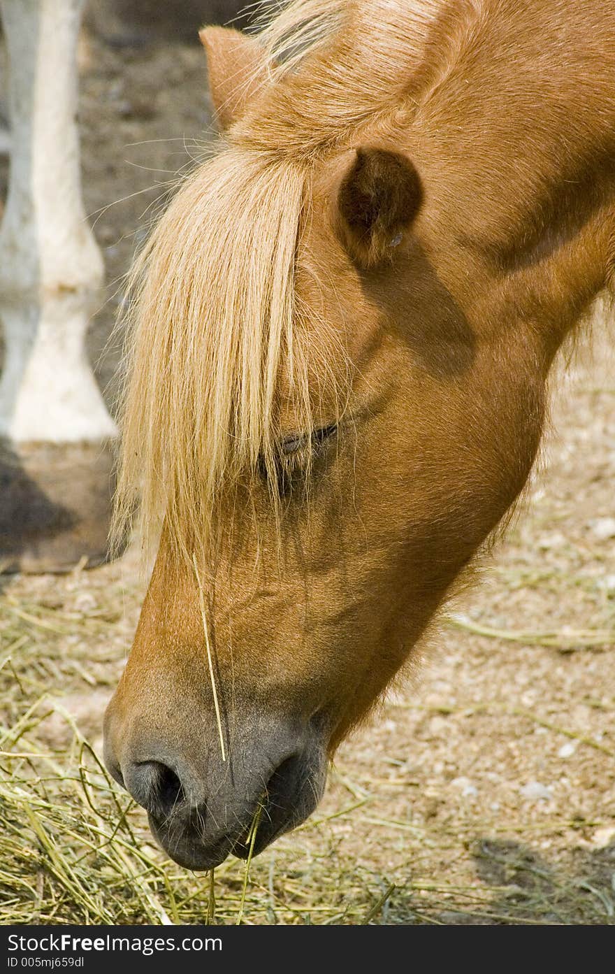 Hungry Pony