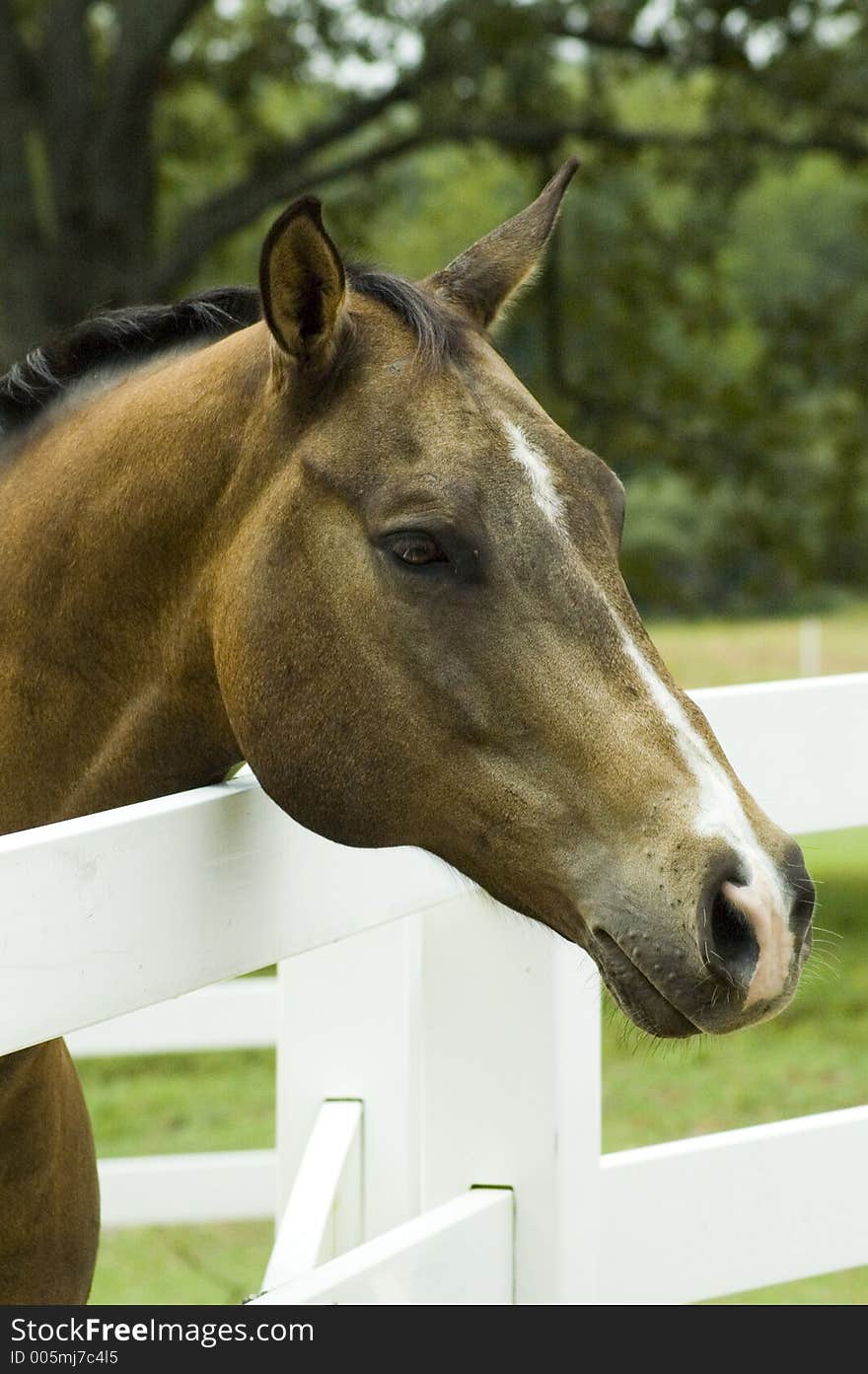 A bay horse leans his head over the fence in greeting. A bay horse leans his head over the fence in greeting.