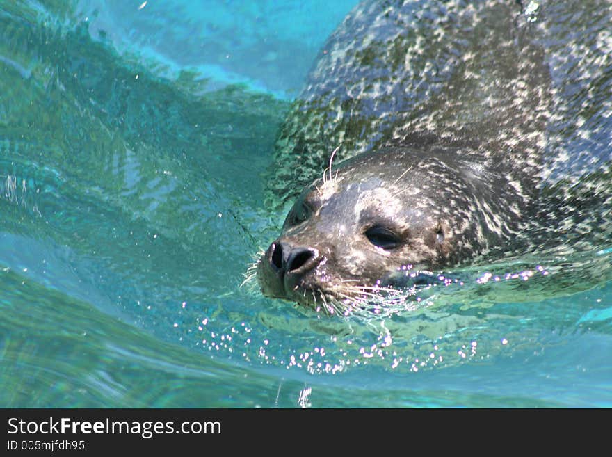 Seal