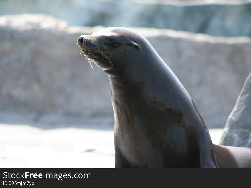 Seal