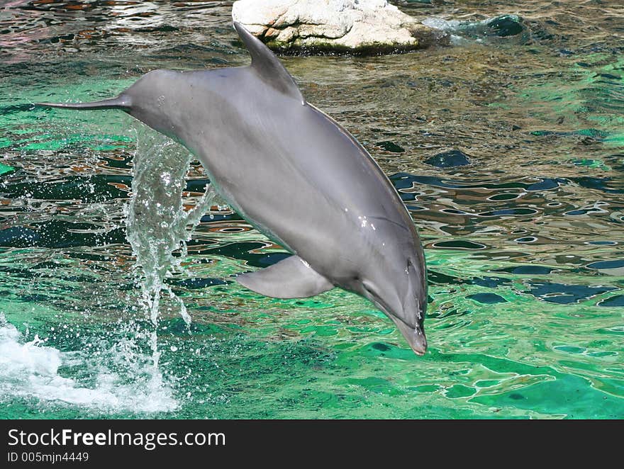 Dolphin