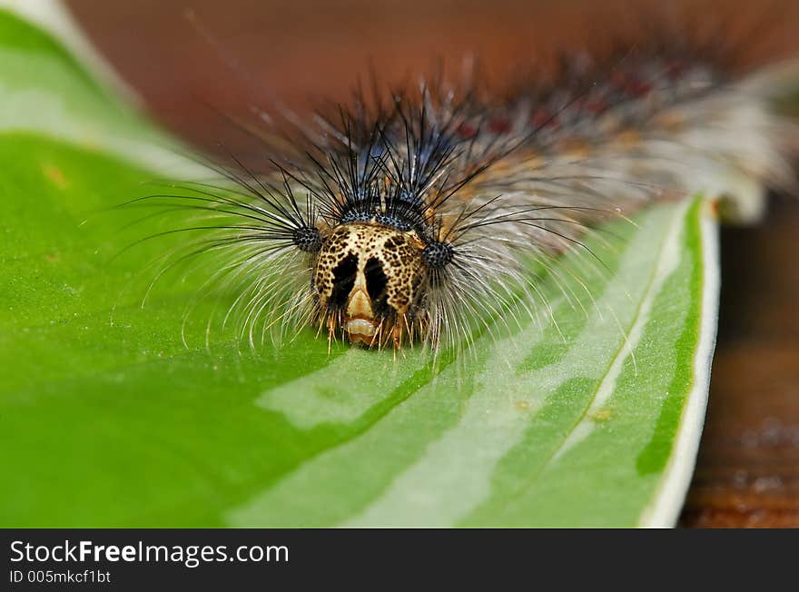 Caterpillar