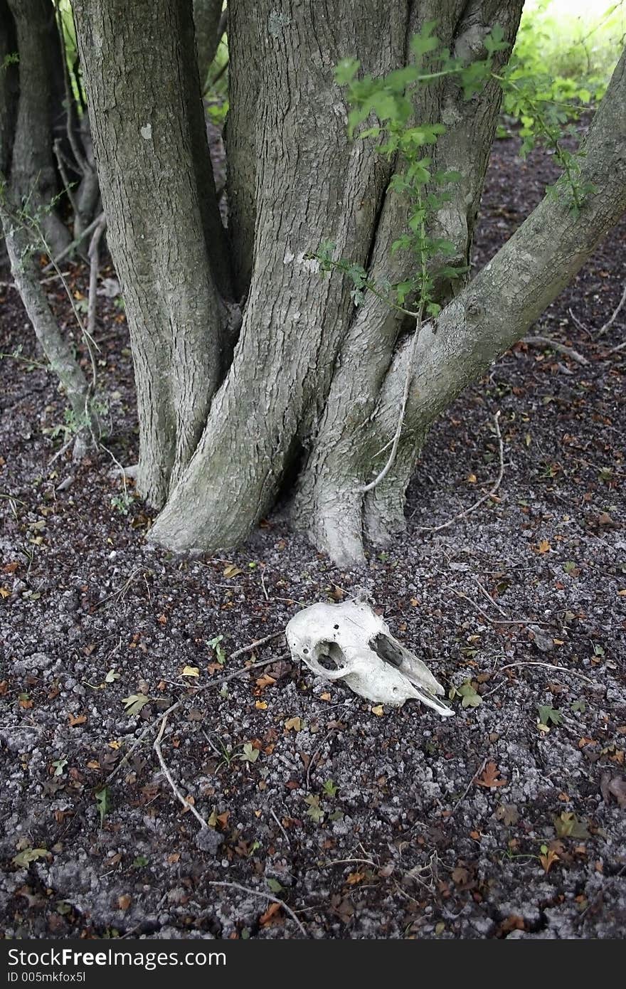 Sheep Skull