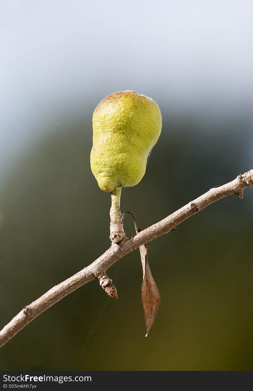 A silver pear complete with cobweb threads