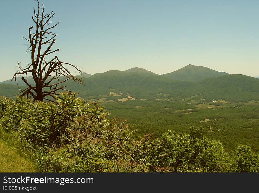 Dead Pine Tree