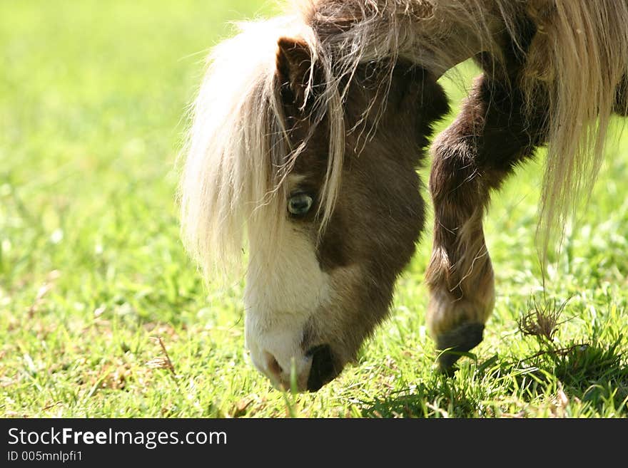 Mini pony with blue eye. Mini pony with blue eye