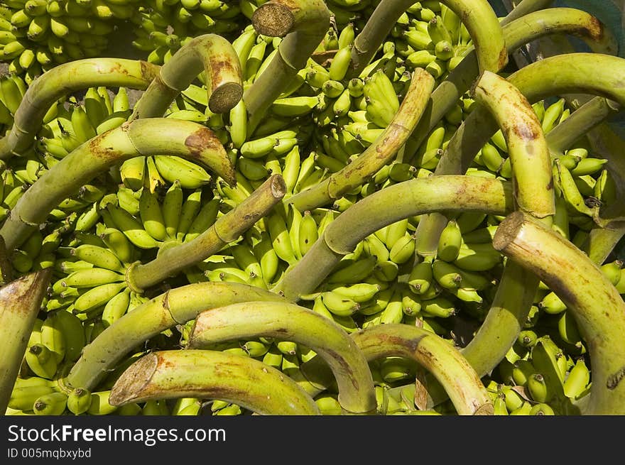 Newly harvested bananas in Tagaytay City, philiippines